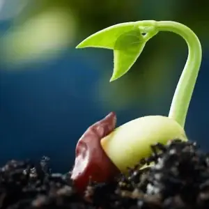 Tarot - Tirada de Semilla